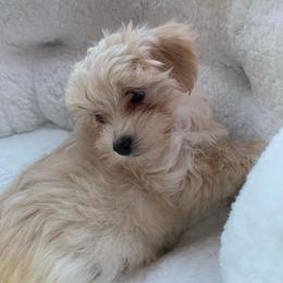 Cotton - Morkie