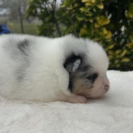 Kris Kristofferson - Black and tan parti male Pomeranian puppy in Sandia, Texas from Broken Arrow Poms