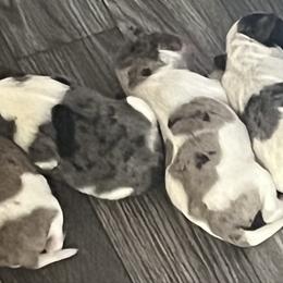 Blue Merle Girl - Parti female Miniature Schnauzer puppy in Decatur, Texas from Virgil Farms