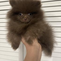 Pomeranian Puppies from FAITHOPELOVE POMS KENNELS