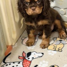 Jack - Chocolate male Cavalier King Charles Spaniel puppy in Poyen, Arkansas from Joels Angels Cavaliers