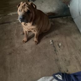 Chinese Shar-Pei Puppies from Dragons Shar-Pei