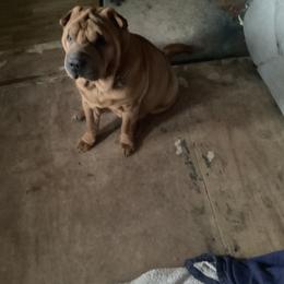 Chinese Shar-Pei Puppies from Dragons Shar-Pei