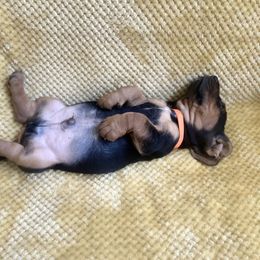 Basset Hound Puppies from Hudson's Hounds