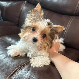 Poppi - Black tan and white female Biewer Terrier puppy in Lebanon, Oregon from SD99Biewers