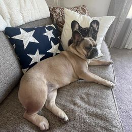 French Bulldogs from GS Frenchies