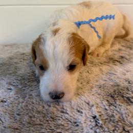 Blue Collar Boy - Parti male Goldendoodle puppy in San Augustine, Texas from Vintage Doodles