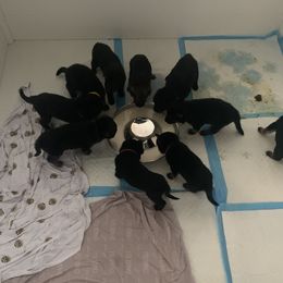 German Shepherd Puppies from Devon Rugerio's German Shepherds