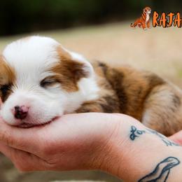Rajah - Red merle and white male American Corgi puppy in Star City, Arkansas from T4 Farms