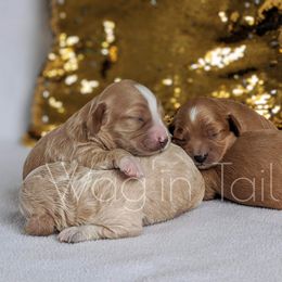 Bernedoodle and Cavapoo Puppies from Wag'in Tails