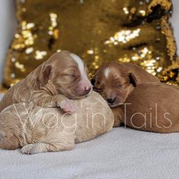 Bernedoodle and Cavapoo Puppies from Wag'in Tails