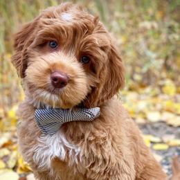Australian Labradoodles from Mountain Sky Doodles