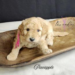 Pineapple - Apricot female Goldendoodle puppy in Mancelona, Michigan from Lavender poodles & doodles