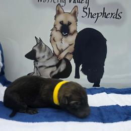 Yellow Collar - Sable female German Shepherd puppy in Cadet, Missouri from Working Valley Shepherds