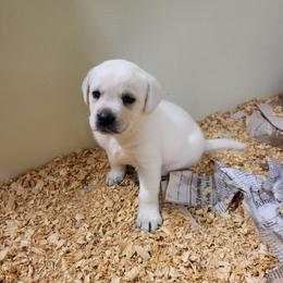 Sally - Yellow female Labrador Retriever puppy in Middleburg, Pennsylvania from Countrylanes labs