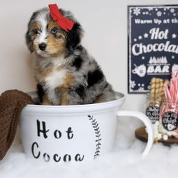 Aussiedoodle Puppies from Silva Ranch Doodles