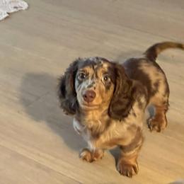 Diva - Dachshund