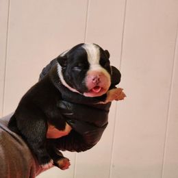 Panda Girl - Black female American Bully puppy in Puyallup, Washington from Gamer Bullyz