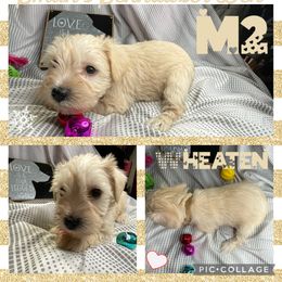 Cocker Spaniel and Miniature Schnauzer Puppies from Smith’s Schnauzer Den