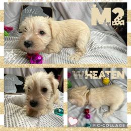 Cocker Spaniel and Miniature Schnauzer Puppies from Smith’s Schnauzer Den