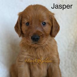 Jasper - Dark golden male Golden Retriever puppy in La Verne, California from 4LoveofGoldens