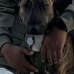 Bull Terrier and Pomeranian All Grown Up from Bossladykennels