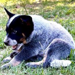 Tarzan - Blue speckled male Australian Cattle Dog puppy in Red Bluff, California from Route 99 Heelers