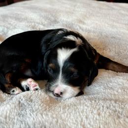 Gibbs - Black white and tan male Cockapoo puppy in Marietta, South Carolina from River Falls Cockapoos