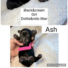 Ash - Black and tan female Dachshund puppy in Fort Worth, Texas from The Holloway Dachshunds