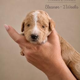Eleanor - Apricot female Goldendoodle puppy in Lake Charles, Louisiana from Perfect Fit Poodles & Doodles