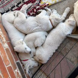 German Shepherd Puppies from PatriotPups.org
