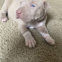 American Bully Puppies from South Georgia Pitbull & Bully Kennel