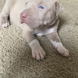 American Bully Puppies from South Georgia Pitbull & Bully Kennel