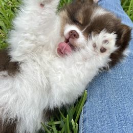 Pomeranian Puppies from Precious Paws Pomeranians