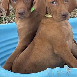 Girl 4 - Golden rust female Vizsla puppy in Covington, Louisiana from Six Hitch Farm
