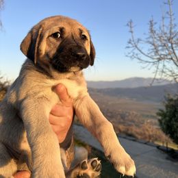 Anatolian Shepherd Dog Puppies from WanderDogs.Co