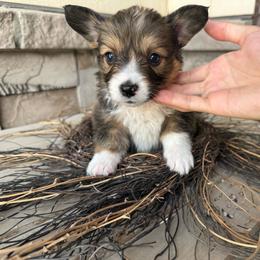 ET - Sable male Pembroke Welsh Corgi puppy in Benjamin, Utah from Nuna’s  Corgis