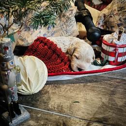 Goldendoodle Puppies from Hope Lane Kennels