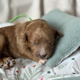 Green - Red  male Goldendoodle puppy in Hesperia, Michigan from Red Acres Poodles & Doodles