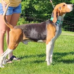 Major - Treeing Walker Coonhound