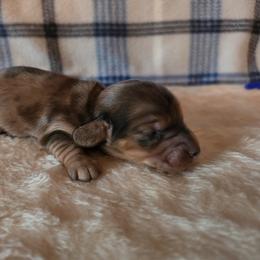 Brodie - Dapple male Dachshund puppy in Klamath Falls, Oregon from Luvindoxys4u