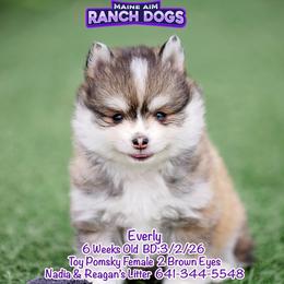 Everly - Gray and white female Pomsky puppy in Humeston, Iowa from M.A.R. Dogs