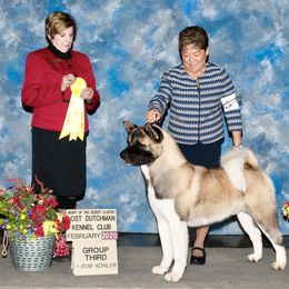Akita All Grown Up from Aces-Up Akitas