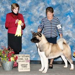 Akita All Grown Up from Aces-Up Akitas