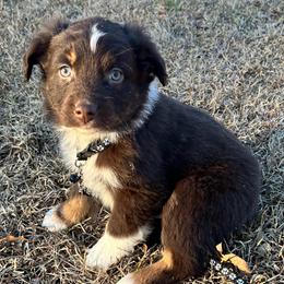 Buddy - Red tri-color male Australian Shepherd puppy in Butler, Georgia from Aussies at Howling Hill Farm