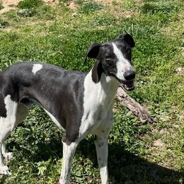 Jet - Whippet