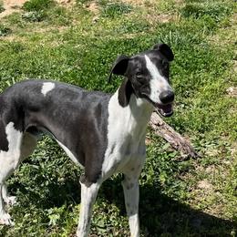 Jet - Whippet
