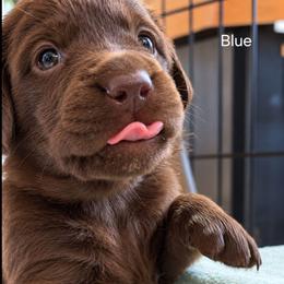Mocha - Chocolate male Labrador Retriever puppy in Hurricane, Utah from Mahmen's Meadow Retrievers