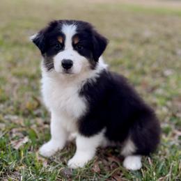 Teddy - Black tri-color male Australian Shepherd puppy in Crosby, Texas from Monarch Australian Shepherds