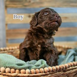 Silver Collar - Chocolate male Assorted Doodle Crosses puppy in Elma, New York from Newfiedoodles of WNY